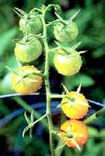 Thuốc trừ sâu 100% tự nhiên