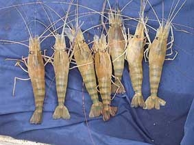 Giống tôm càng xanh Trung Quốc "lấn sân"