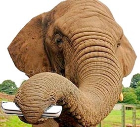 Voi chơi khẩu cầm