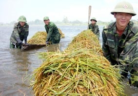 Chủ động và nỗ lực cứu lúa