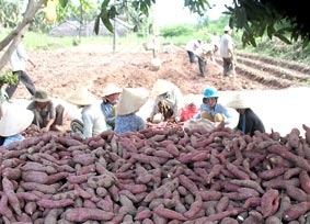 Trồng khoai lang, rau màu xuất khẩu đạt hiệu quả cao