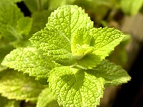 Thuốc trừ sâu tự nhiên từ thảo mộc