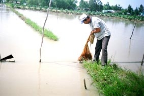 Cá linh trước nguy cơ cạn kiệt