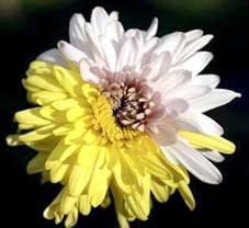 Cúc nửa hồng nửa vàng