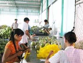 Nông sản "mở cửa" ra thế giới