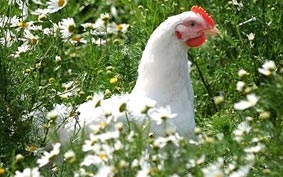 Có thể tái tạo khủng long từ gà?