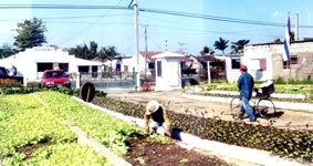 Mô hình nông nghiệp đô thị ở Cuba