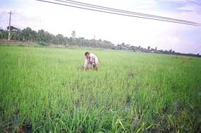 Lúa chét có hiệu quả?