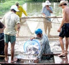 Xây dựng vùng nuôi thủy sản gắn với thị trường tiêu thụ