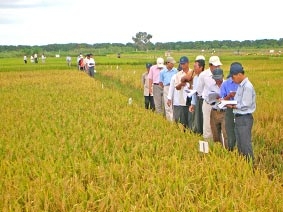 Đề xuất cơ cấu giống cho vụ lúa đông xuân 2009-2010