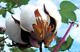 Hạt bông vải có thể ăn được!