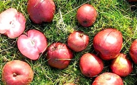 Giống táo 800 tuổi cực tốt cho sức khỏe