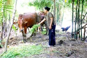 Giúp người nghèo ổn định cuộc sống