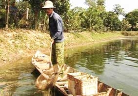 Xuất hiện bệnh gạo trên trên cá tra