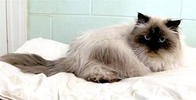 Mèo trở về sau chuyến đi nghìn dặm