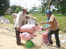 Giá lúa gạo tăng trở lại