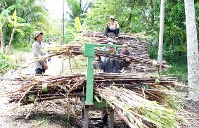 Nguy cơ thiếu hụt mía nguyên liệu !