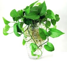 Cây xanh tốt cho văn phòng