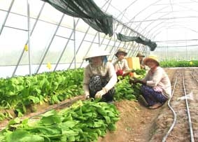 Phát triển mô hình nông nghiệp sinh thái kết hợp du lịch trên đảo Phú Quốc