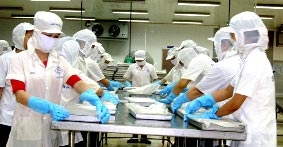 Giá cá tra nguyên liệu tăng-<br>
người nuôi cá vẫn lo !