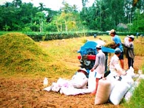 Nhiều tiềm năng tạo nguồn nhiên liệu sinh học