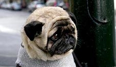 Chú chó buồn nhất thế giới