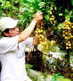 Về thăm cồn Quy