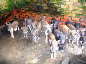Về thăm cồn Quy