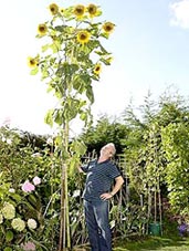 Cây hướng dương có 19 bông