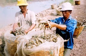 Được mùa, chưa hết băn khoăn