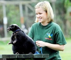 Chồn cũng ăn kiêng!