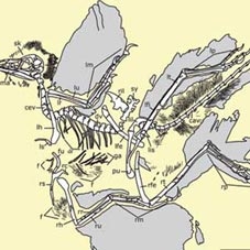 Phát hiện khủng long giống chim 4 cánh