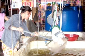 Phát triển mô hình con tôm "ôm" cây lúa