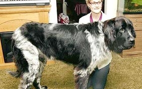 Chú chó cao nhất thế giới