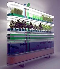 Trồng rau, nuôi cá trong nhà bếp!