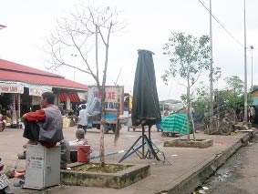 Cây xanh trên đường phố<br>
<i>Đang bị xâm hại nghiêm trọng</i>