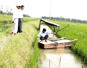 Triển vọng mô hình lúa - tôm bền vững