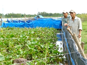 Phát huy mô hình kinh tế mùa nước nổi