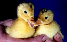 Vịt song sinh cùng trứng