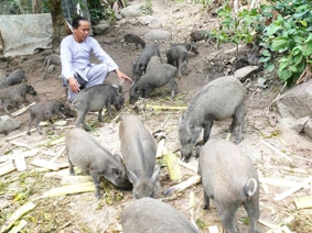 AN GIANG: Nuôi động vật rừng trên đỉnh núi Cấm