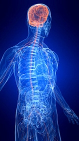 Dây thần kinh nhân tạo