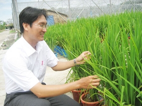 Chàng kỹ sư mê cây lúa