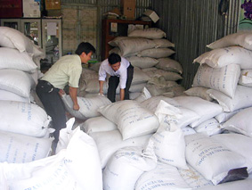 Thiếu lúa giống chất lượng cao