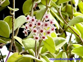 Trồng cây cảnh trong nhà có lợi sức khỏe