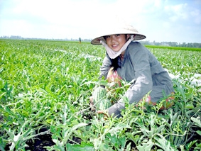 Thao thức mùa dưa...