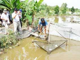 Giúp tăng thu nhập cho nông hộ