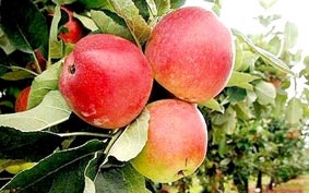 Táo tươi giòn trong nhiều tháng