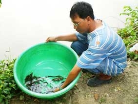 Một mô hình nuôi cá chình độc đáo, hiệu quả cao