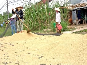 Sản xuất nhiệt điện bằng trấu ở ĐBSCL: <br>
<i>Vì sao nhà đầu tư chưa mặn mà ?</i>