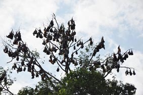 AN GIANG:
Xuất hiện đàn dơi quạ hàng ngàn con 
ở cù lao Ông Hổ